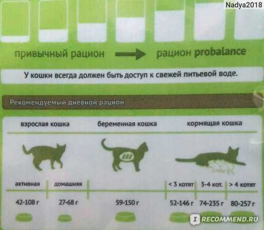 Чем кормить котят в возрасте 1-1,5 месяца