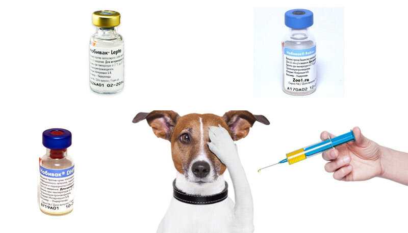Срок действия прививки от бешенства у собак
