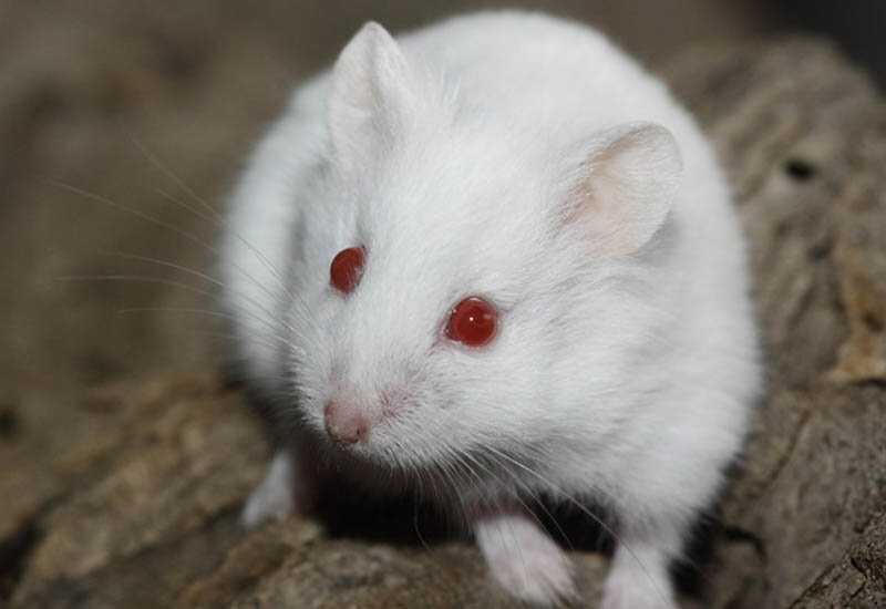 Кто такие крысы альбиносы. Продолжительность жизни белых зверьков с красными глазами, особенности ухода и содержания в домашних условиях. Фото грызунов.