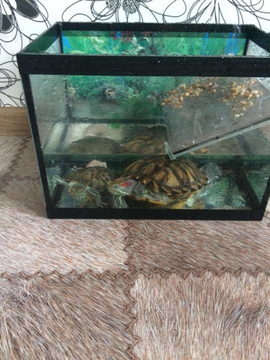 Что нужно для красноухой черепахи, для содержания её дома