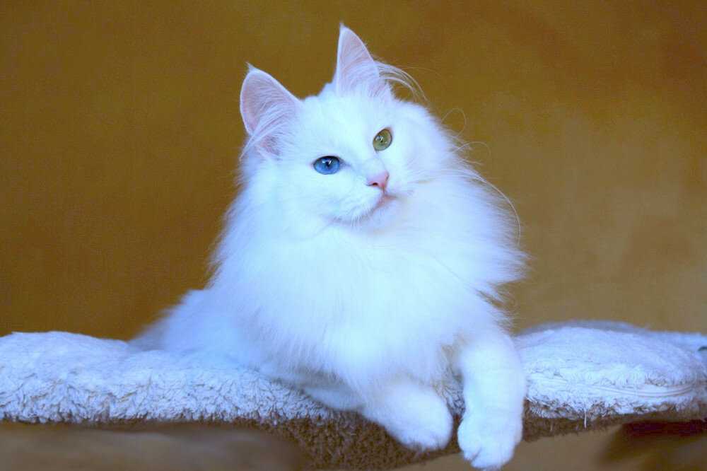 Турецкая ангора: характер кошки, описание породы турецкой ангоры