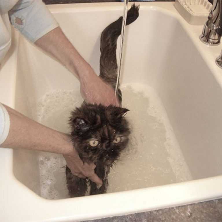 Зачем коты постоянно моются