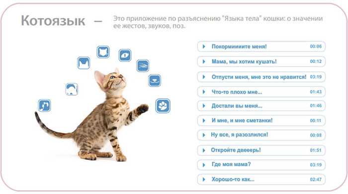 Читать онлайн книгу перевод с кошачьего: научитесь разговаривать со своей кошкой - клер бессант бесплатно. 1-я страница текста книги.
