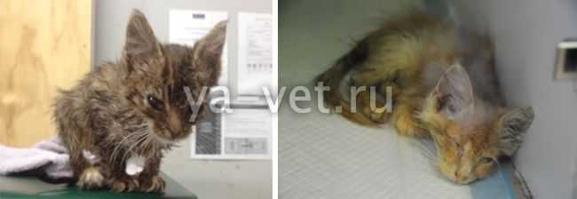 Солнечный дерматоз у кошек на фото и признакиветлечебница рос-вет