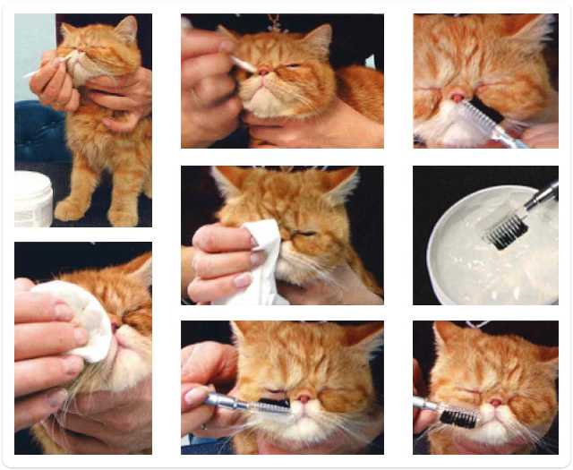 Чем промыть глаза коту в домашних условиях: обзор препаратов, особенности применения, советы ветеринаров | labuda.blog