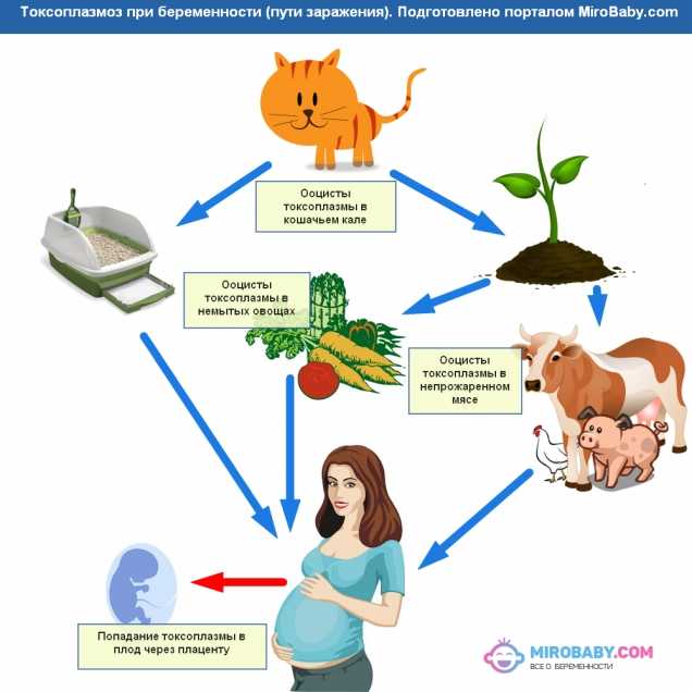 Токсоплазмоз, беременность и кошка