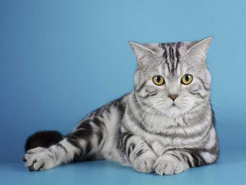 Длинношерстная шотландская кошка (34 фото): описание вислоухих и прямоухих пушистых котов шотландской породы. особенности характера