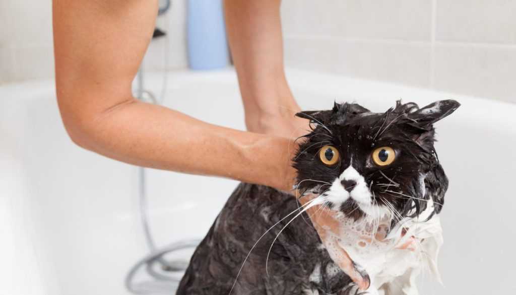 Можно ли мыть кормящих кошек