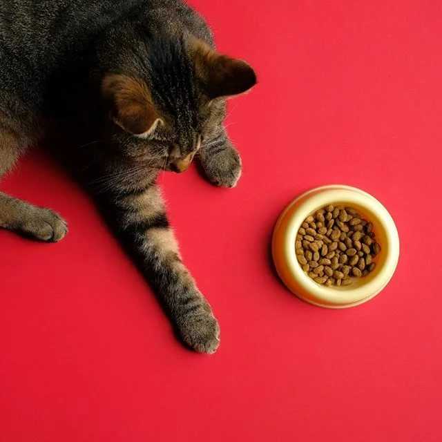 Почему кот или кошка закапывает лапой миску с едой: инстинкты, привычки и другие основные причины такого поведения питомца