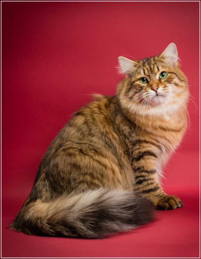 Сибирская кошка: описание породы