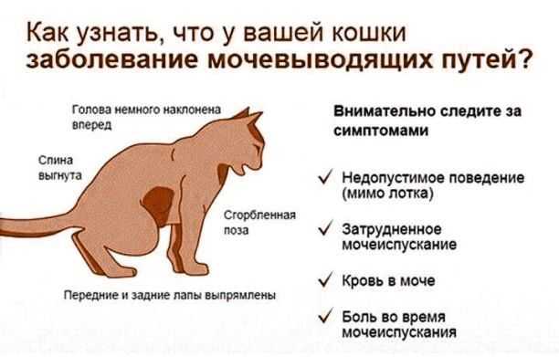 Лечение мочекаменной болезни (мкб) у котов: симптомы, куда обратиться в москве | ветеринарная клиника ирины оныщук