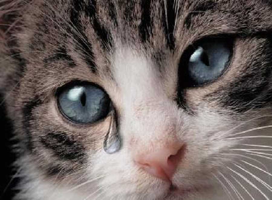 Почему кошки и коты плачут: физиологические и патологические причины, а как насчет эмоций?