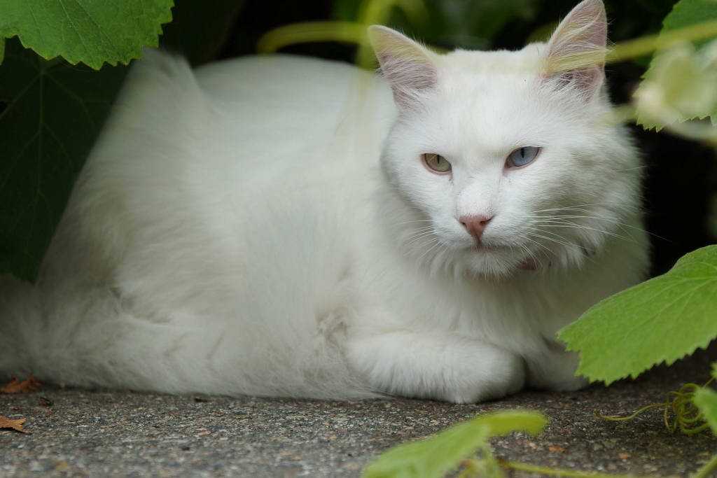 Как называется белая кошка с разными глазами, фото и описание других пород, у которых чаще всего встречается гетерохромия