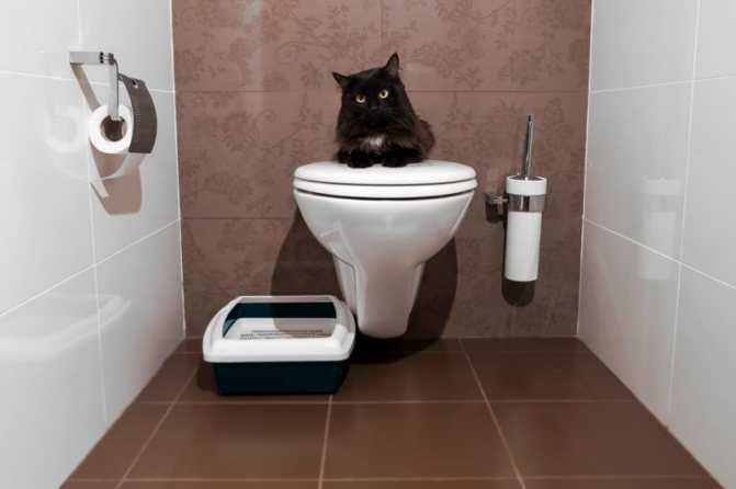 Топ-13 лучших наполнителей для кошачьего туалета — рейтинг 2021 года