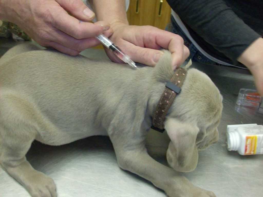 Осложнения у собак после вакцины от бешенства: шишка, понос, вялость, рвота