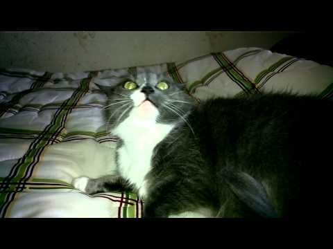Почему кошка сопит, когда дышит?