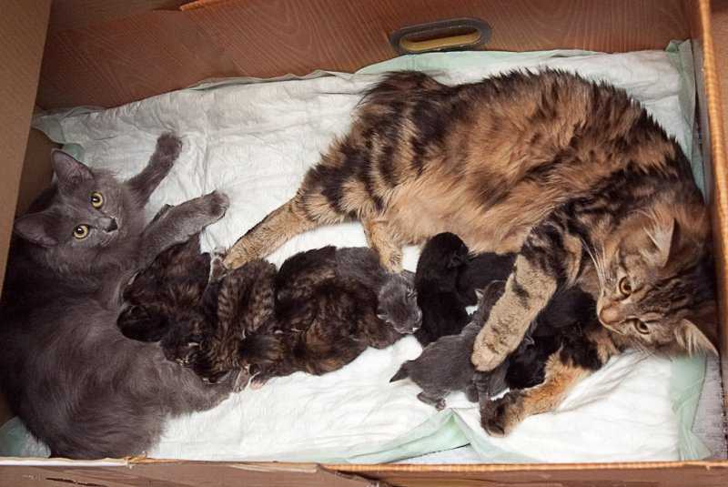 Роды кошки. помощь кошкам при родах на дому в москве. родовспоможение кошкам