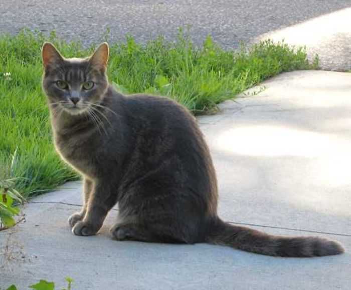 Бразильская короткошёрстная кошка: описание, характер, фото, цена, содержание