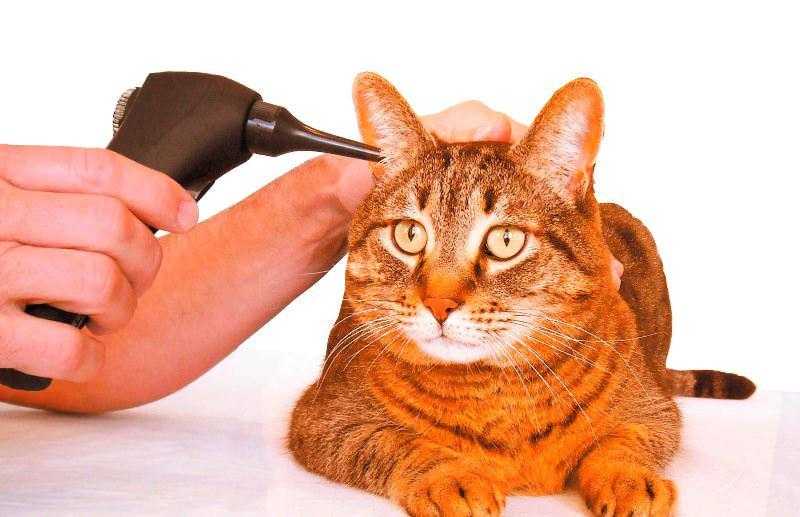 Почему у котов и кошек горячие или холодные уши
