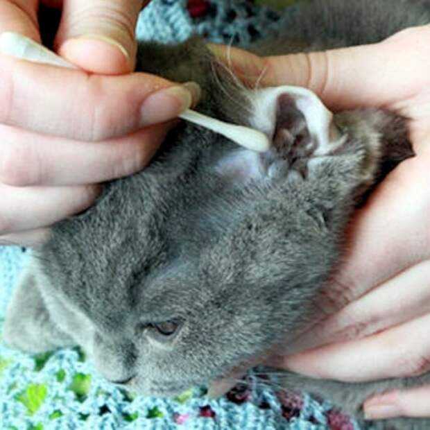 Сухой нос у кота: признак заболевания или естественное явление | блог ветклиники "беланта"