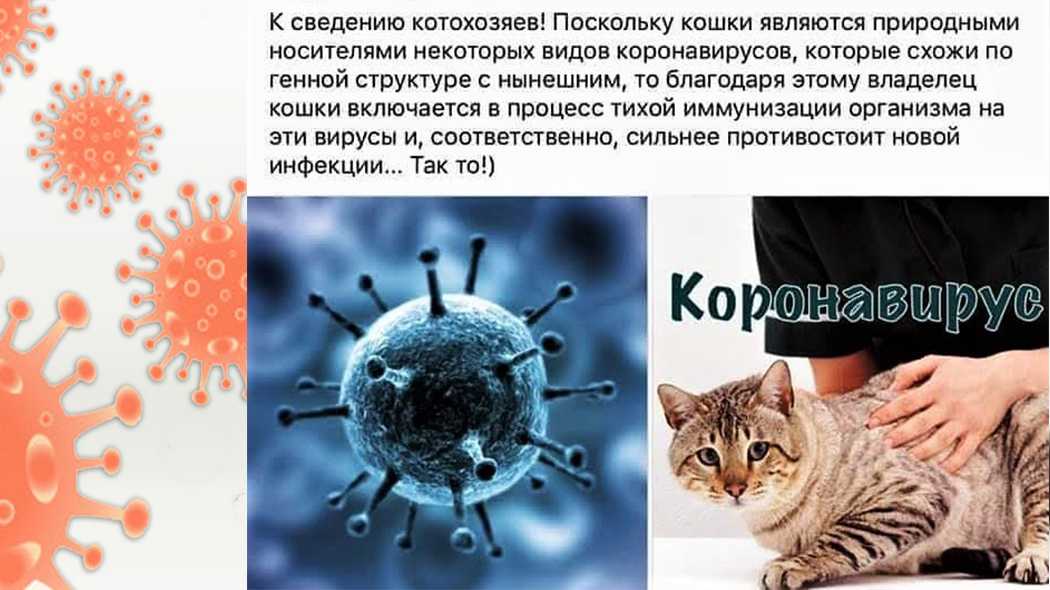 Умирают ли кошки от коронавируса?