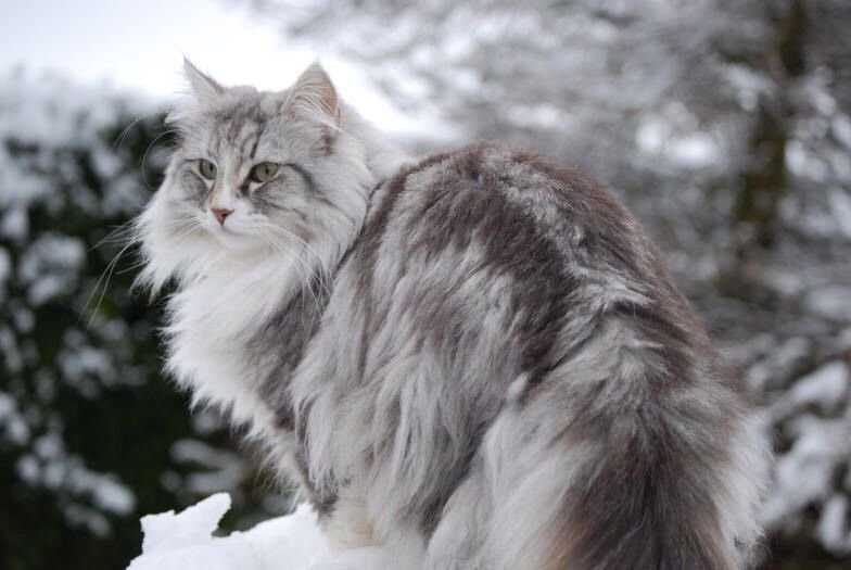 Норвежская лесная кошка: фото, внешний вид, сколько стоит, описание породы, факты, питание