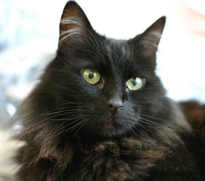 Йоркская шоколадная кошка — описание породы кошек