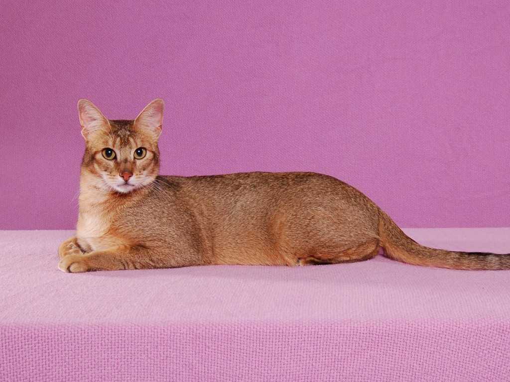 Порода кошек без хвоста, короткохвостых и с загнутыми назад ушами: названия, описание, фото