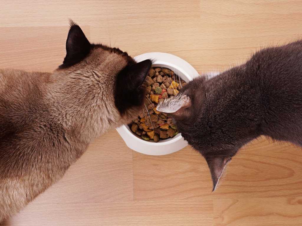 Сухой корм для котят: советы по выбору и особенности применения