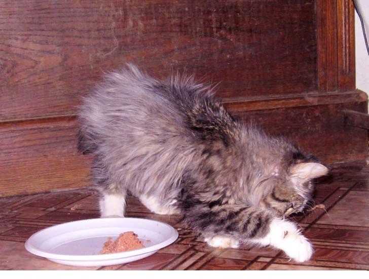 Почему кошки закапывают еду? зачем коты зарывают корм рядом с миской с водой после того, как поели? почему коты делают это каждый раз?