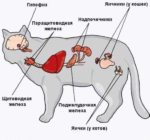 Липидоз печени у домашних кошек (симптомы и лечение)