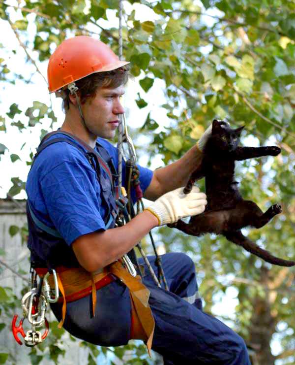 Как снять кошек с дерева