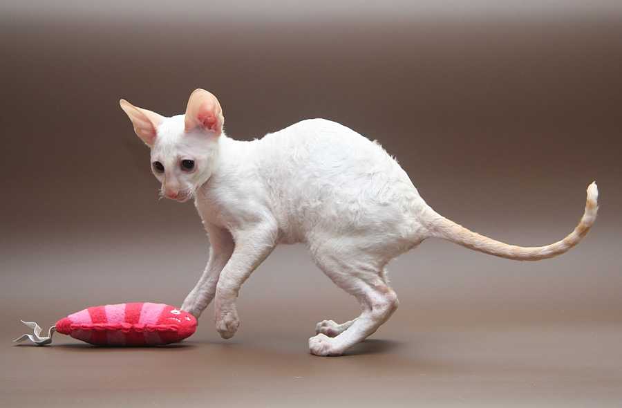 Сайт кошек и котят породы корниш-рекс и питомника cornelian