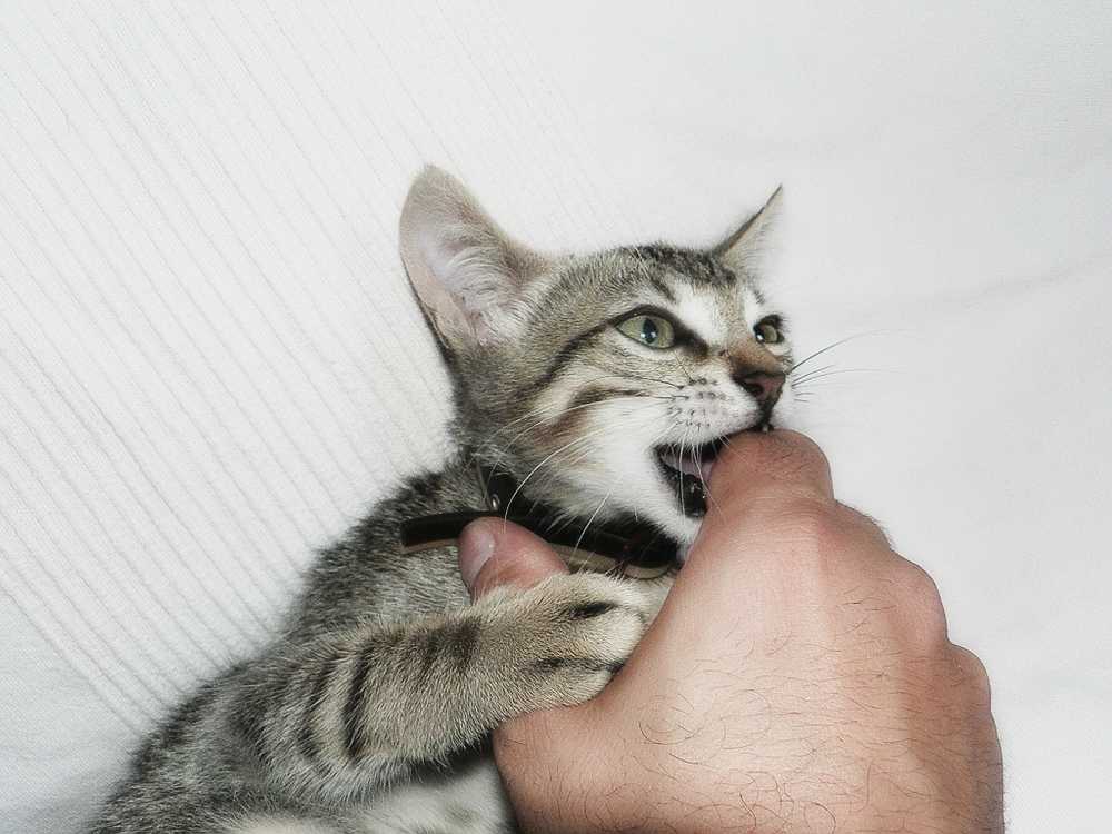 Почему кошка настойчиво лижет руку — топ 7 причин