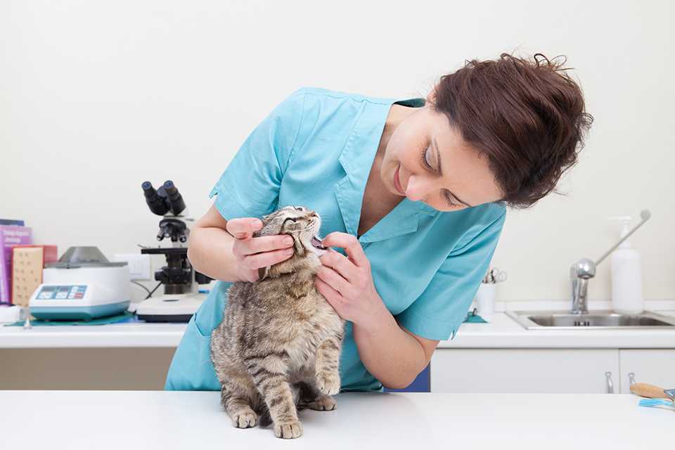 Диагностика и лечение портосистемных шунтов у кошек и собак