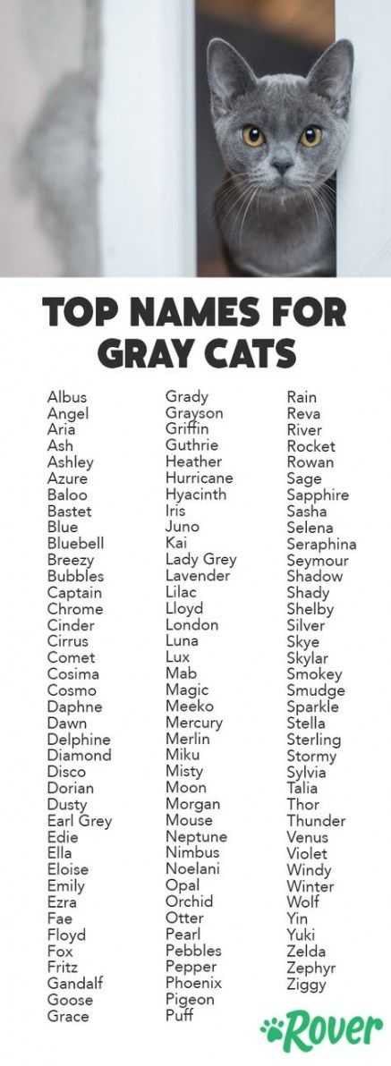 Имена для котов-мальчиков: как можно назвать котят? легкие и необычные кошачьи клички, список популярных мужских имен