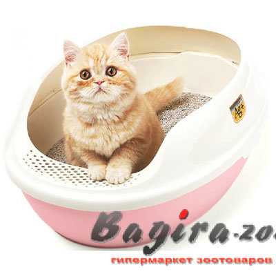 Выбор туалета для кошки: какой лоток лучше