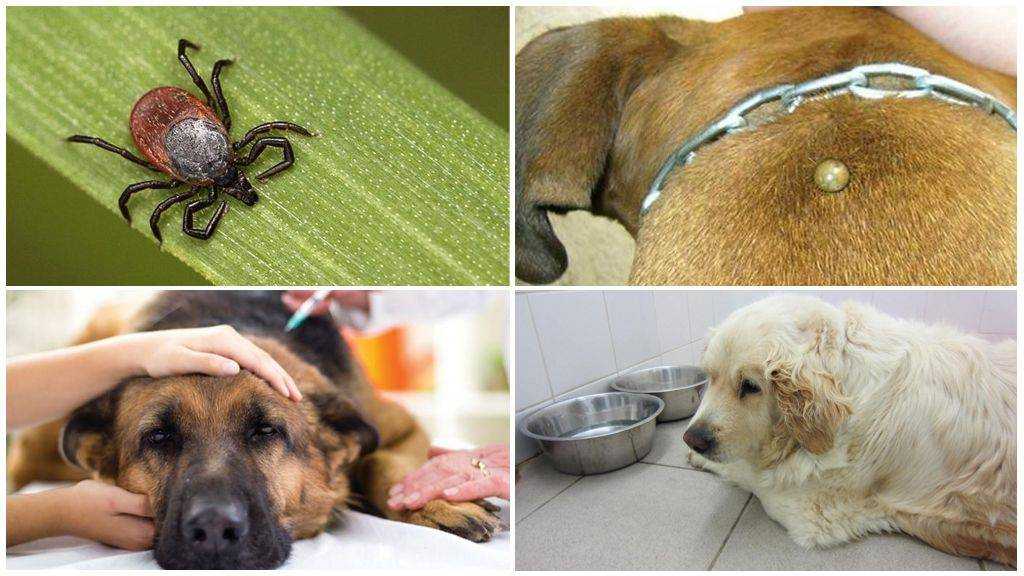 Смертельные болезни собак