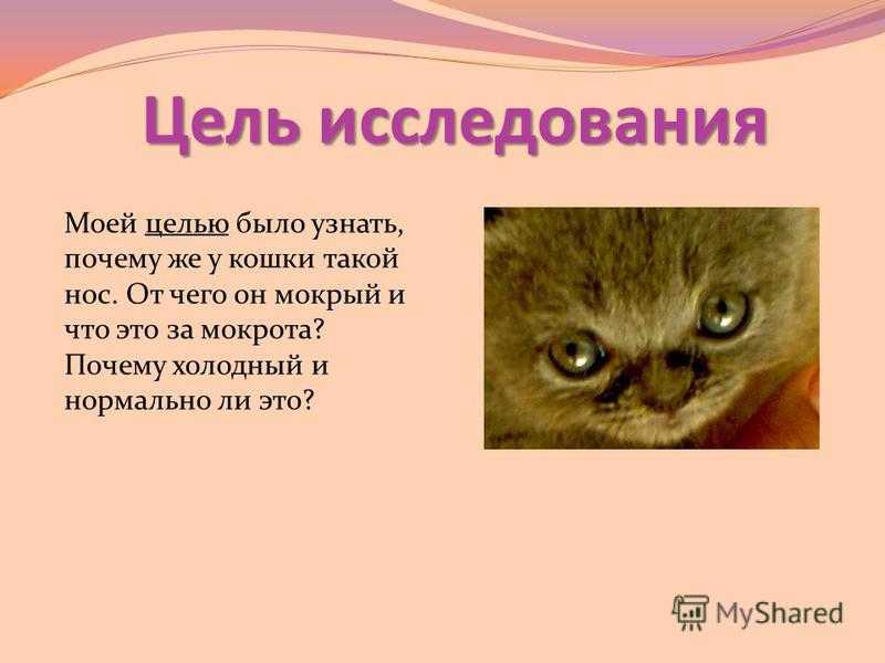 Болезни кошек: признаки и причины | вет005
