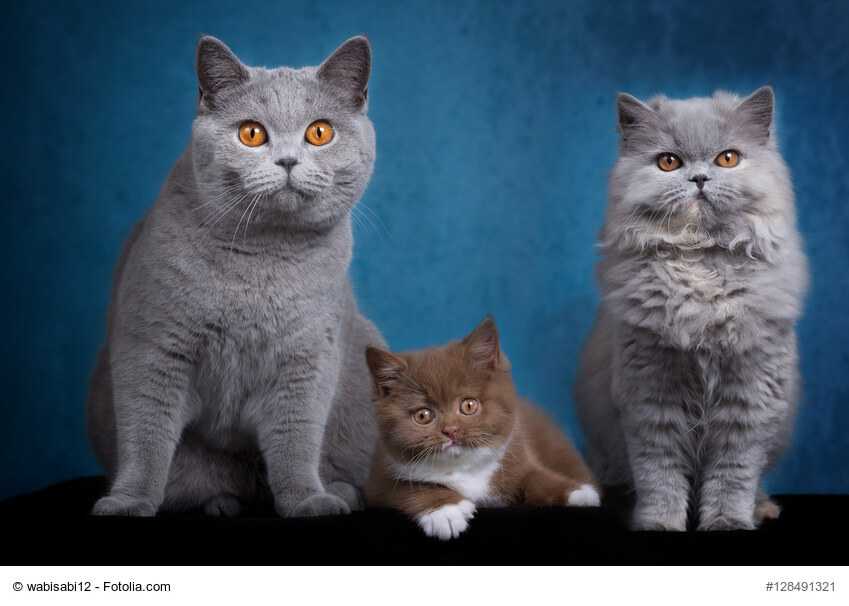 Описание шотландской прямоухой кошки по стандарту породы: внешность с фото и характер скоттиш-страйта, особенности ухода