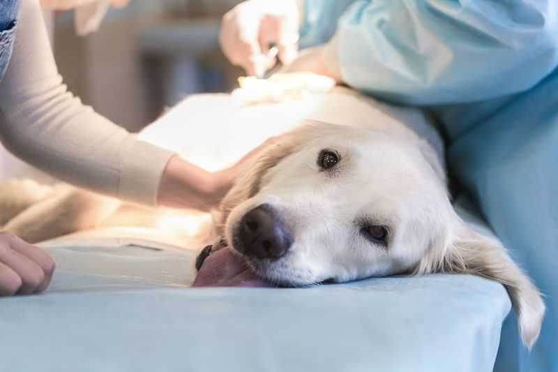 Ложная беременность у собак - признаки, что делать | ветеринарная клиника ирины оныщук