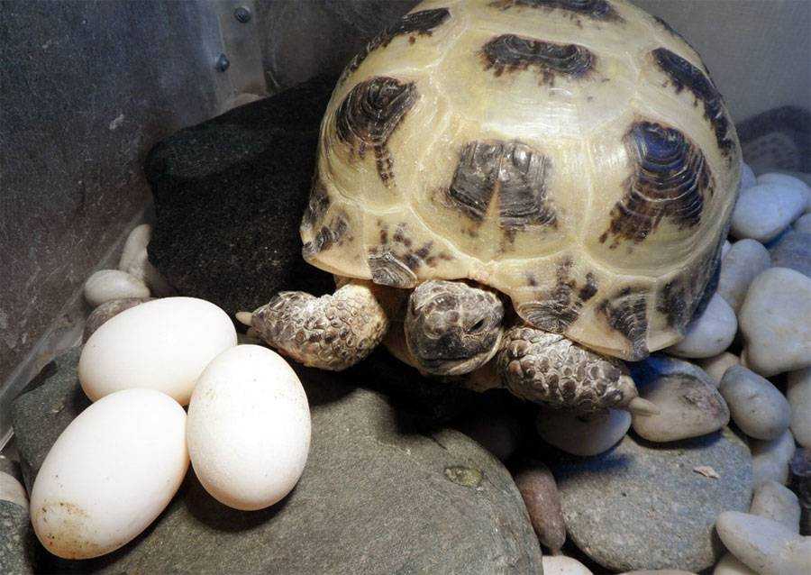 Как размножаются черепахи в природе и домашних условиях