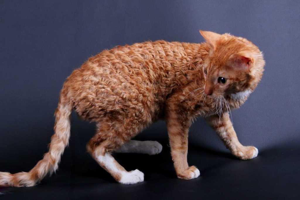 Уральский рекс-20 фото, описание характера породы, котята