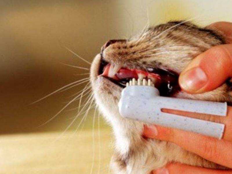 Почему пена изо рта у кошки: что делать, причины