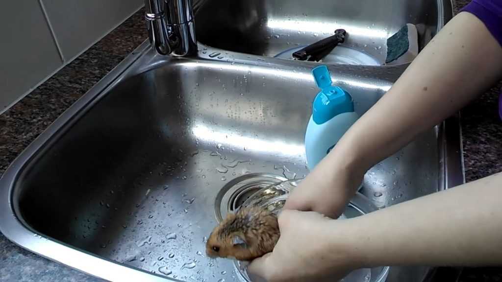 Можно ли купать хомяка в воде в домашних условиях и как это делать