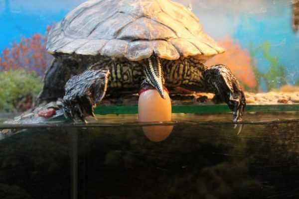 Интересные факты о красноухих черепахах