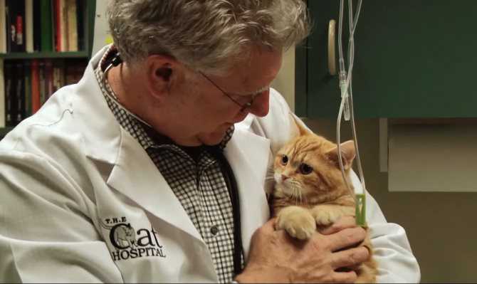 Болезни кошек: симптомы, лечение и профилактикаветлечебница рос-вет