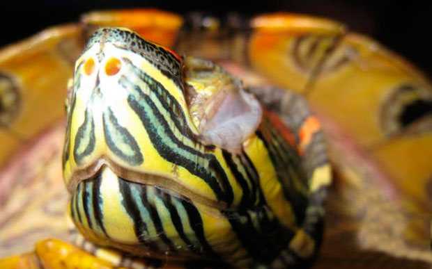 Красноухая черепаха: рекомендации по уходу и кормлению