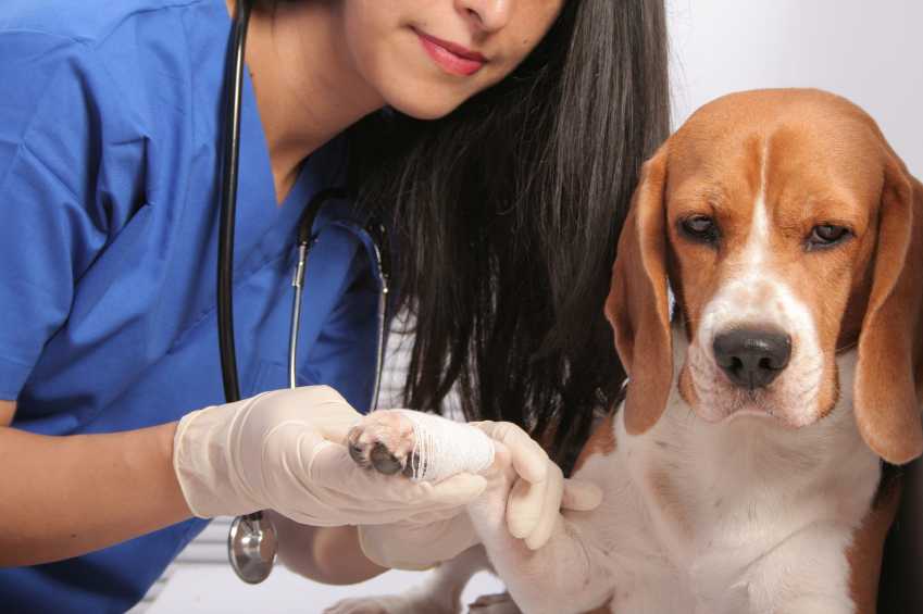 Латерализация черпаловидного хряща при лечении брахицефалического синдрома у собаки - эксвет