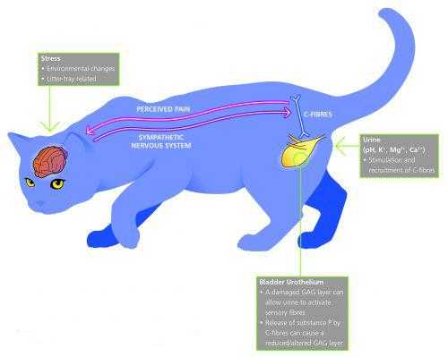 Что необходимо знать о заболеваниях нижних мочевыводящих путей кошек (flutd¹)